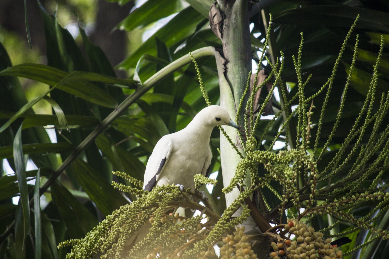 Pied imperial pigeon, Ducula bicolor bicolor