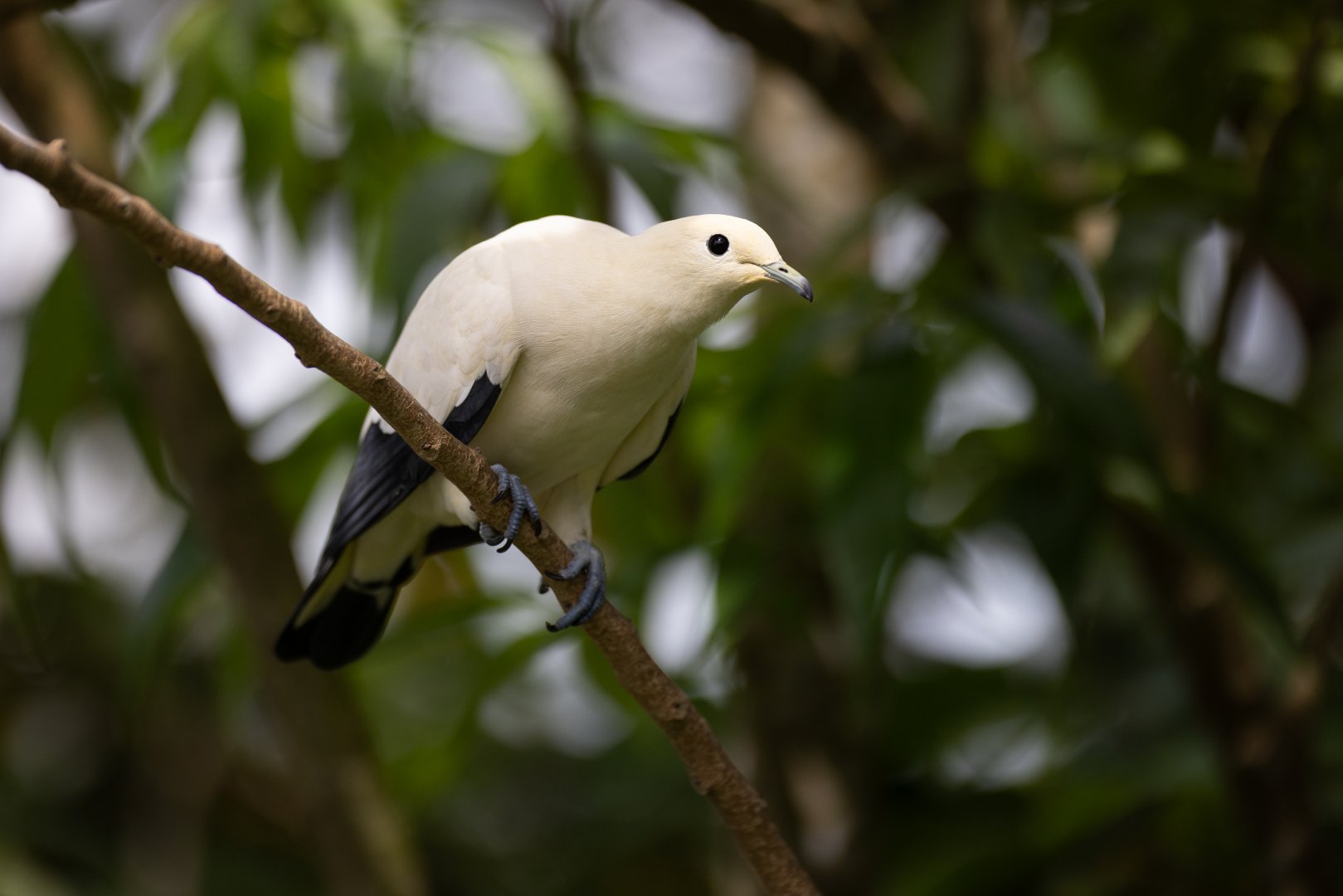 Pied Imperial-pigeon (Ducula bicolor) - Wings of Asia