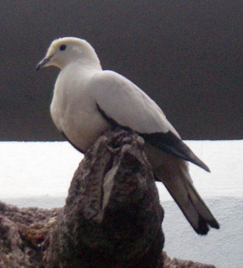Pied Imperial Pigeon (Ducula bicolor)