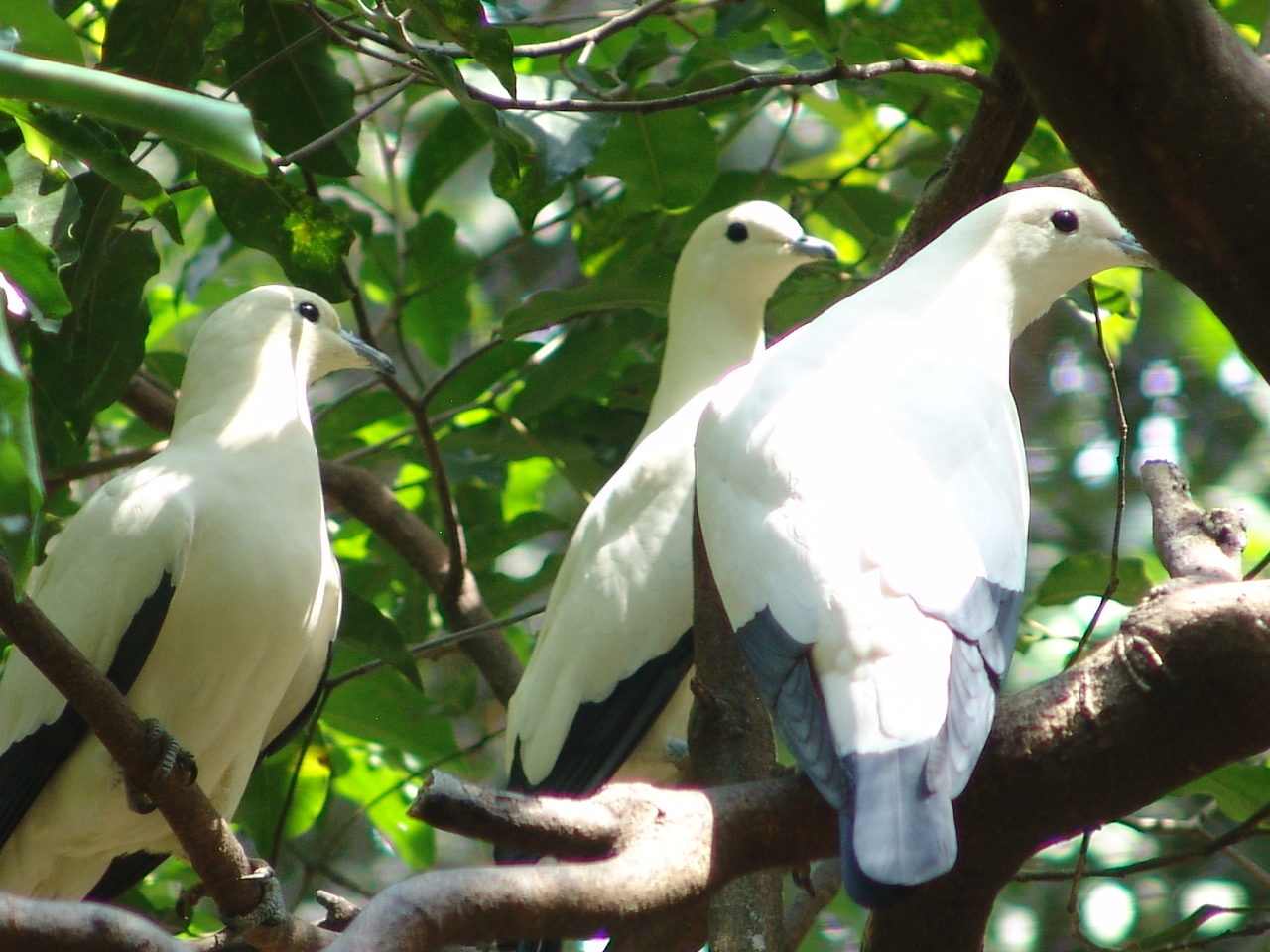 Pied Imperial-pigeon (Ducula bicolor)