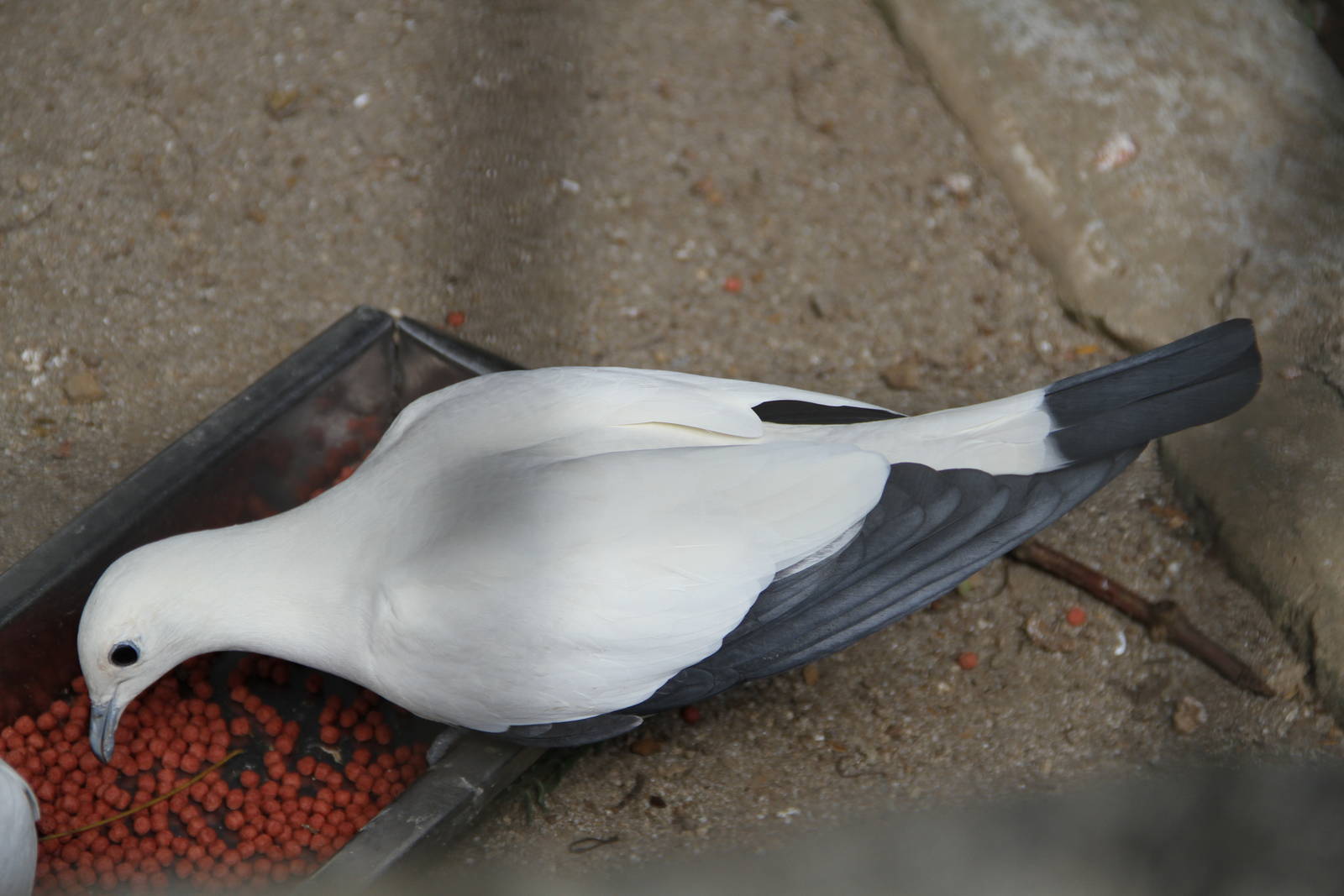 Pied Imperial Pigeon (Ducula bicolor)