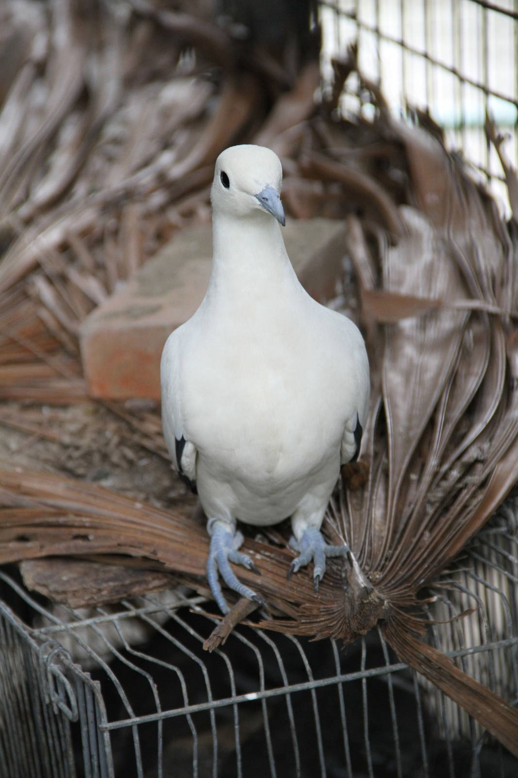 Pied Imperial Pigeon (Ducula bicolor)