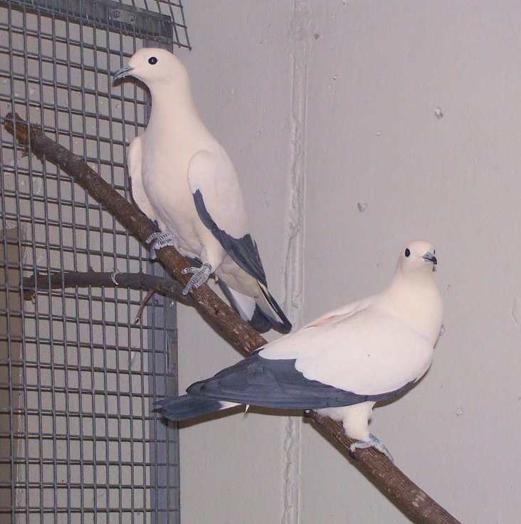 Pied Imperial-Pigeon (Ducula bicolor)