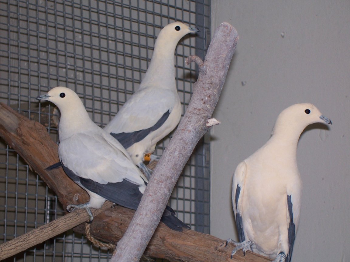 Pied Imperial-Pigeon (Ducula bicolor)