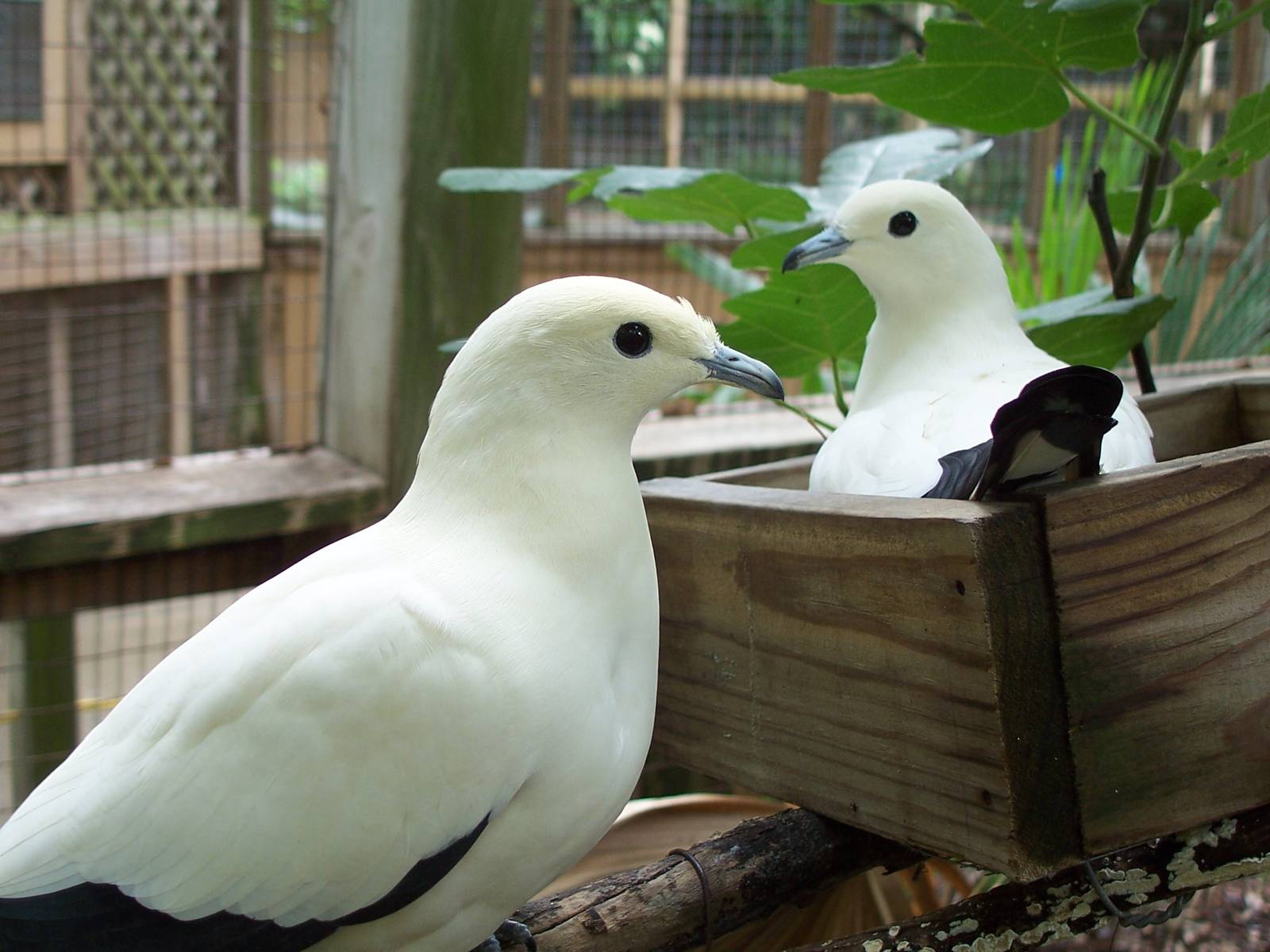 Pied Imperial Pigeon (Ducula bicolor)