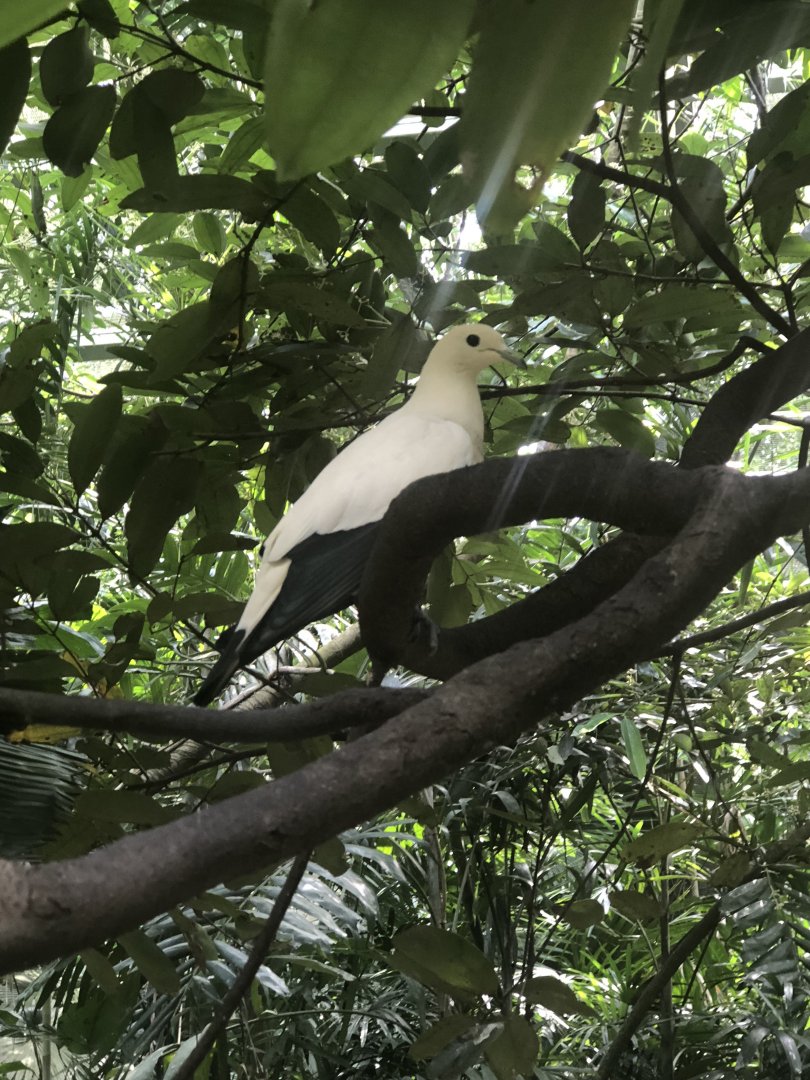 Pied Imperial Pigeon (Ducula bicolor)