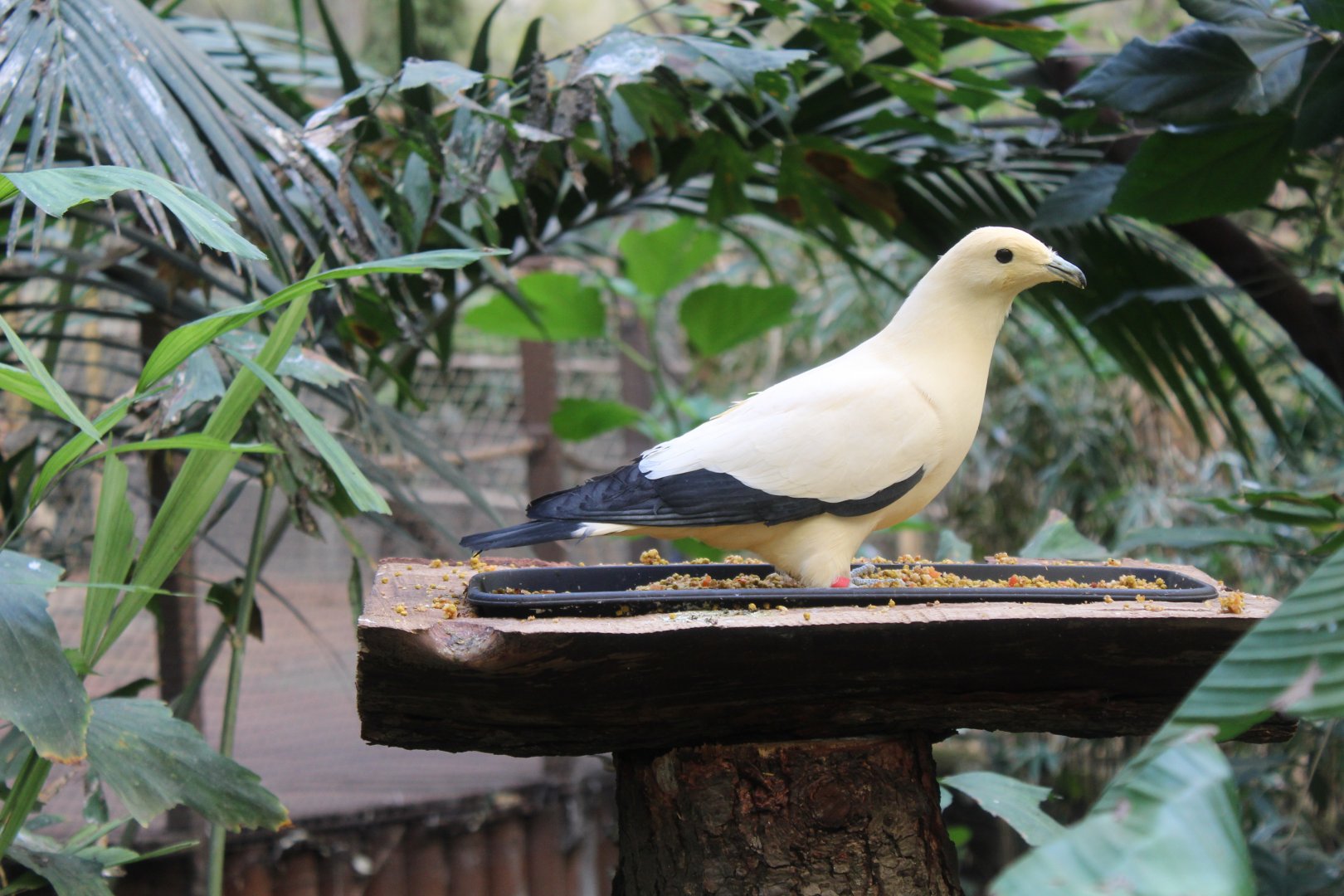 Pied imperial pigeon (Ducula bicolor)