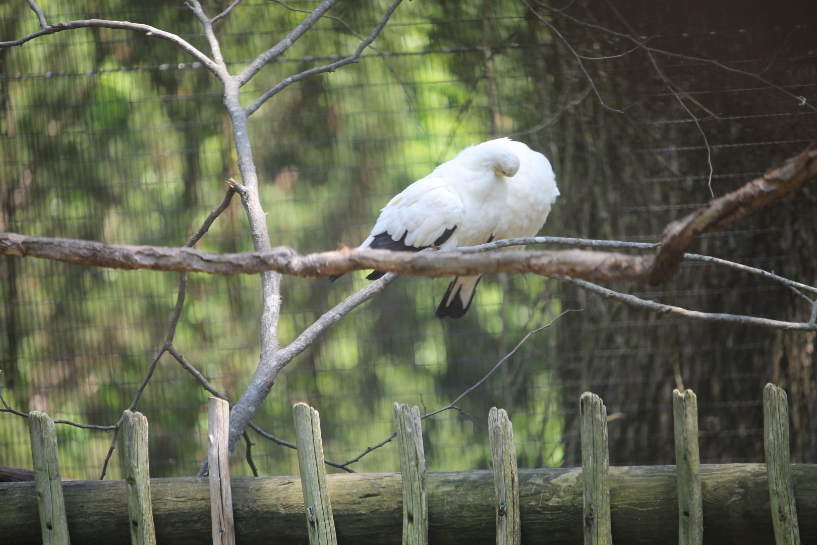 Pied imperial pigeon (Ducula bicolor)