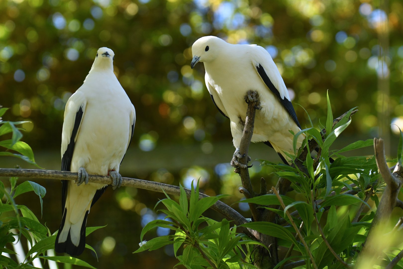 Pied Imperial-Pigeon Ducula bicolor