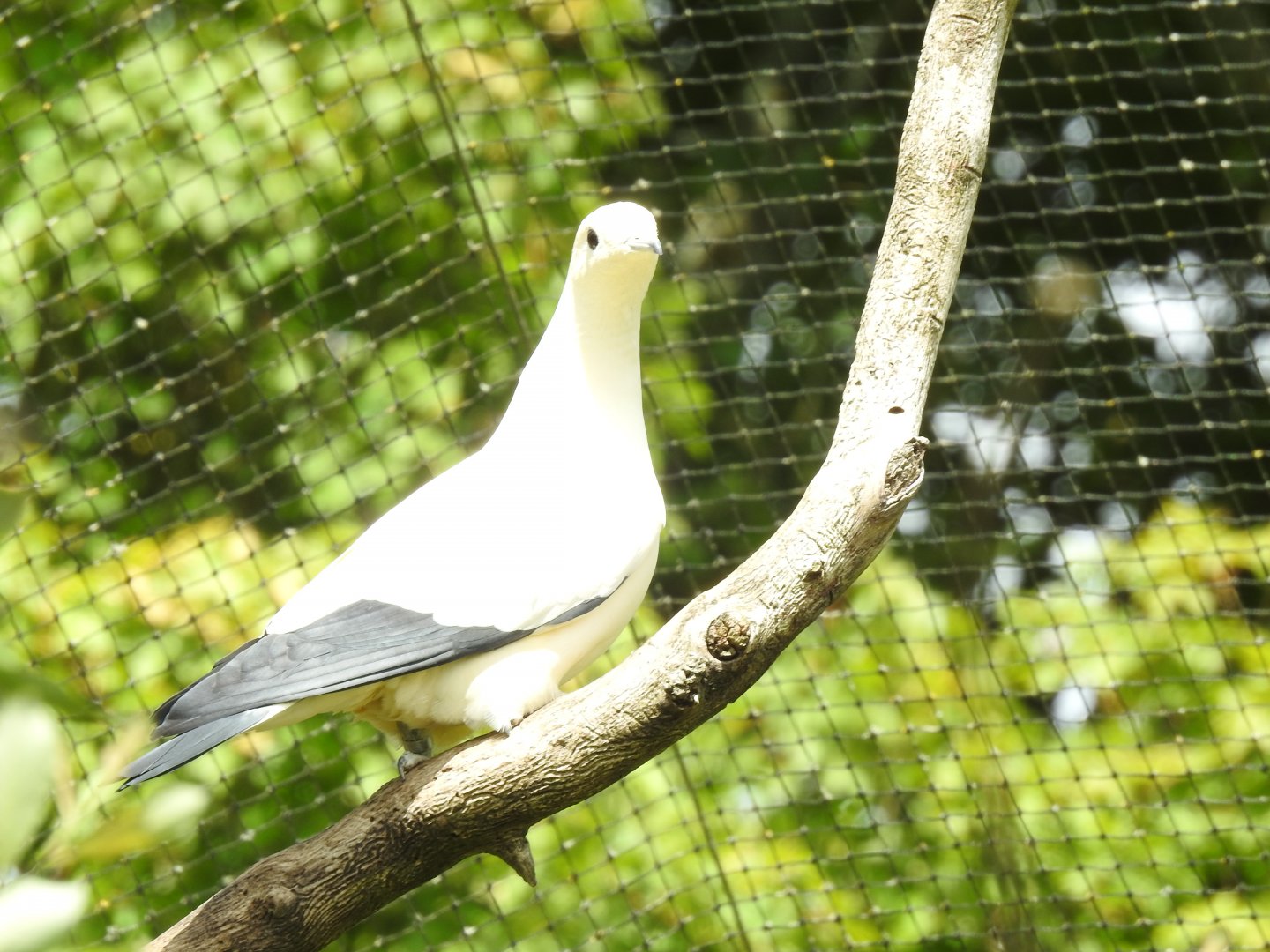 Pied Imperial Pigeon (Ducula bicolor)