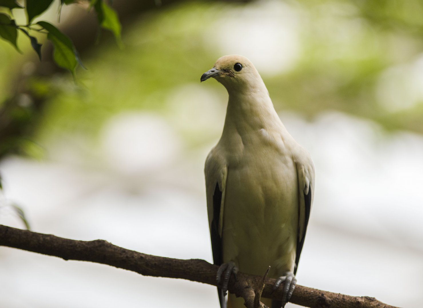 Pied Imperial-Pigeon (Ducula bicolor)