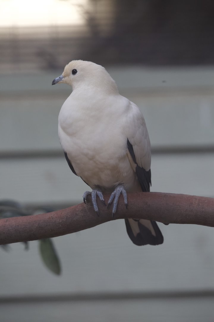Pied Imperial Pigeon/ Ducula bicolor