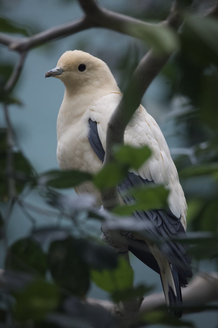 Pied Imperial Pigeon/ Ducula bicolor