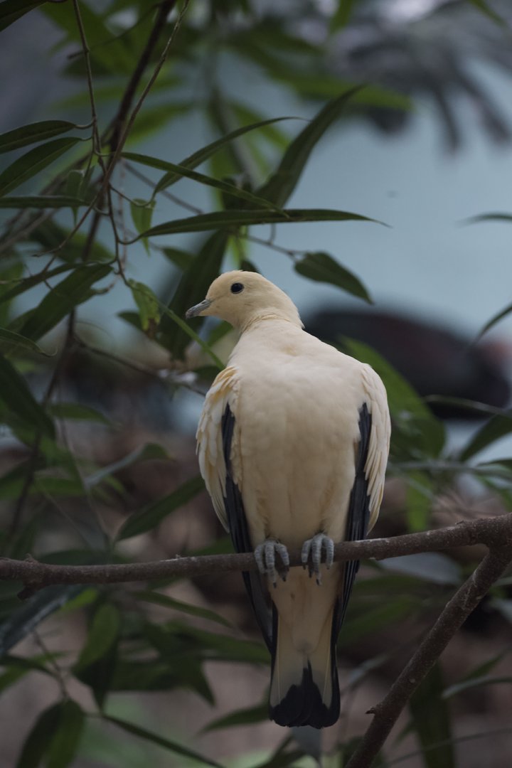 Pied Imperial Pigeon/ Ducula bicolor