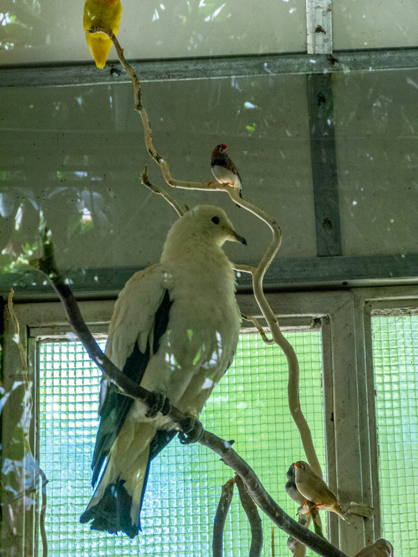 Pied imperial pigeon (Ducula bicolor)