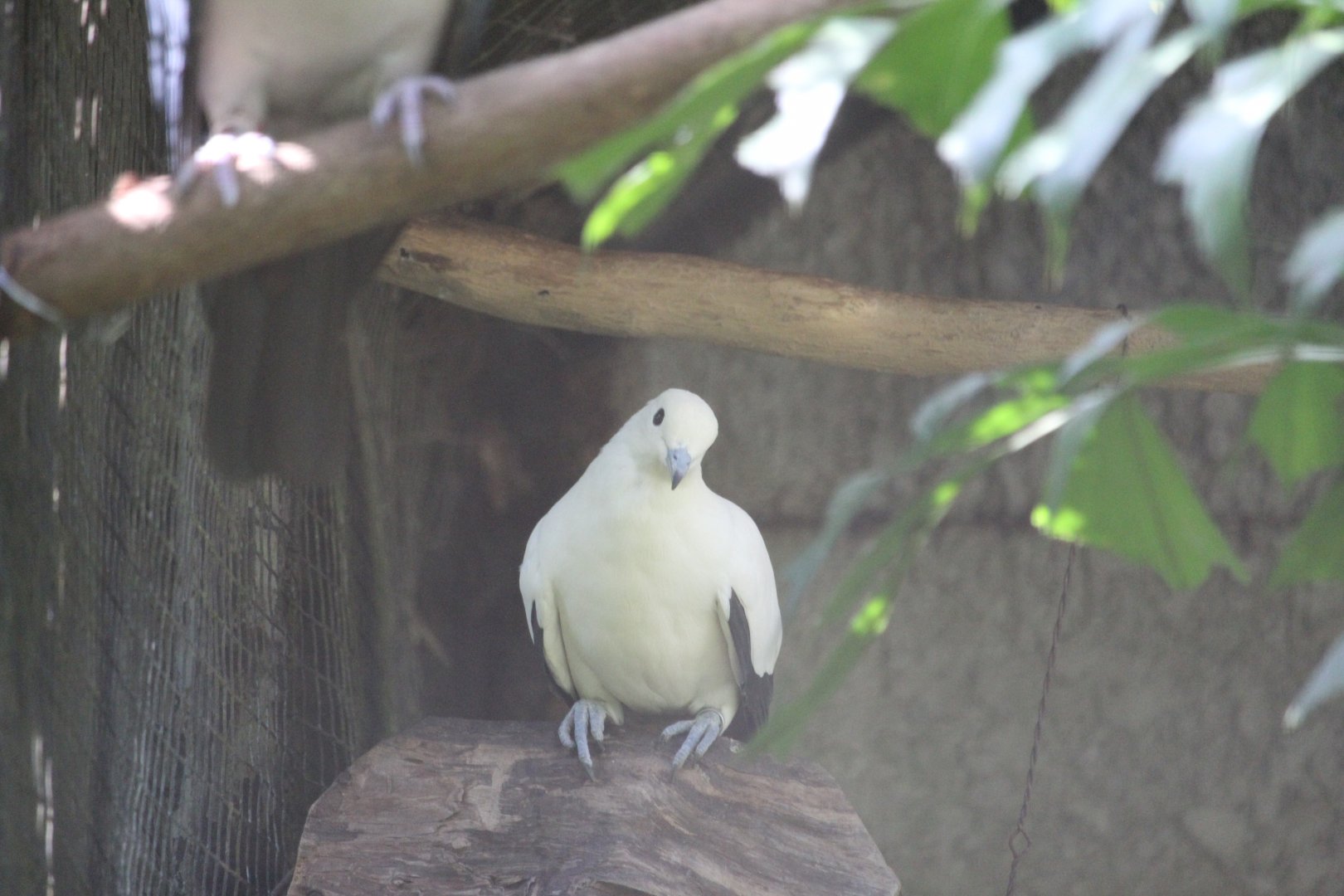 Pied imperial pigeon (Ducula bicolor)