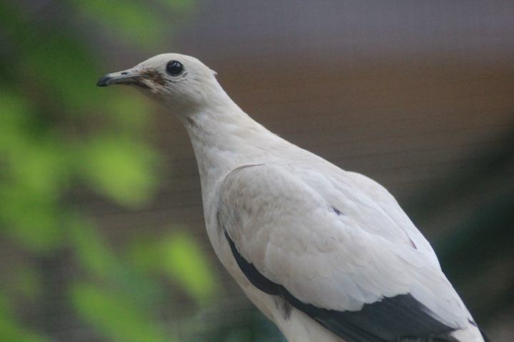 Pied imperial pigeon (Ducula bicolor)