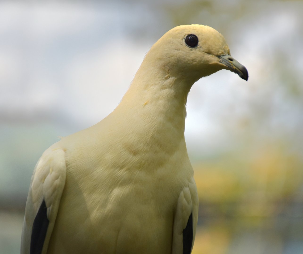 Pied Imperial Pigeon (Ducula bicolor)