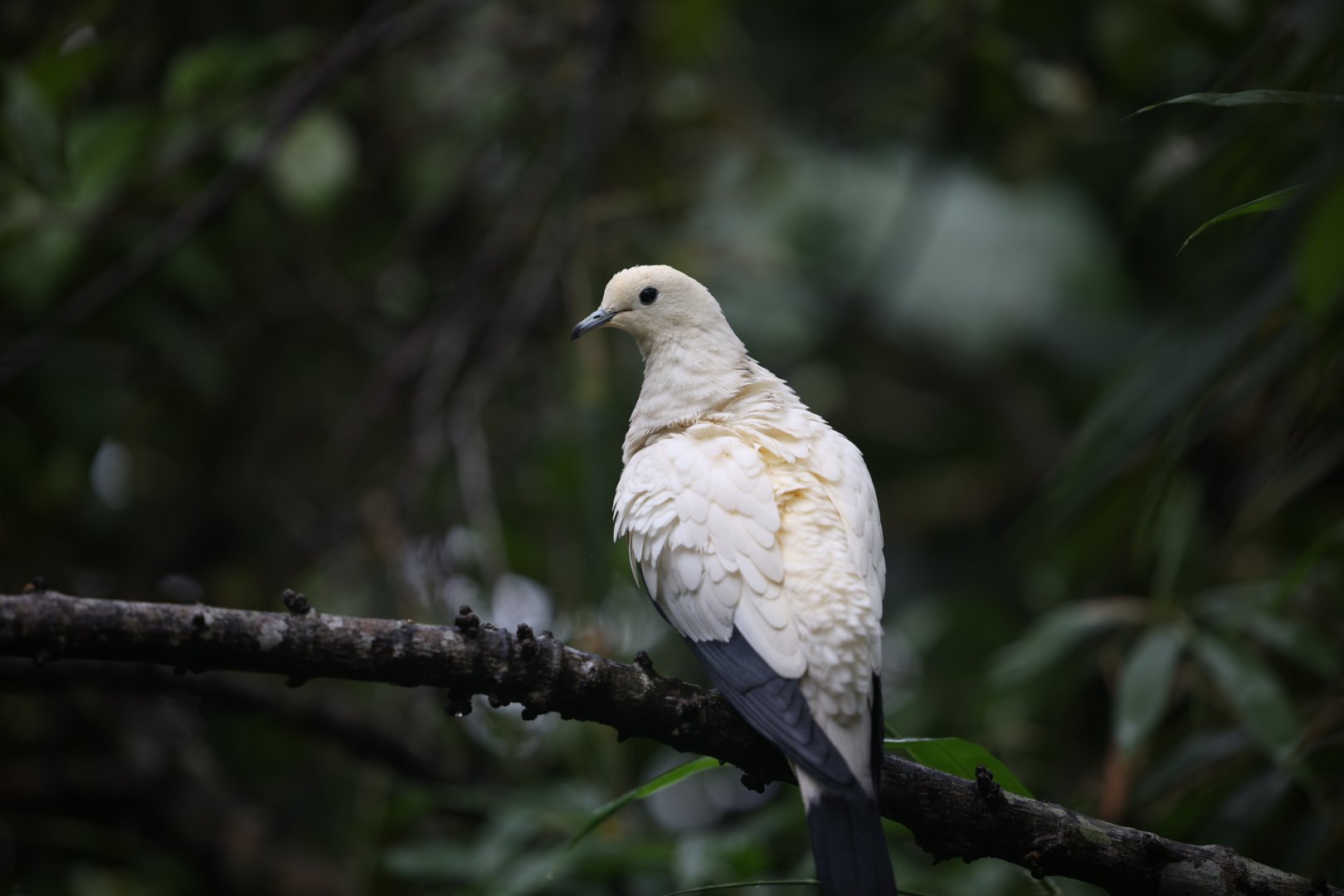 Pied Imperial Pigeon (Ducula bicolor)