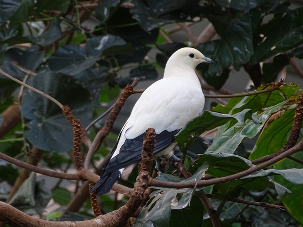Pied Imperial-pigeon (Ducula bicolor)