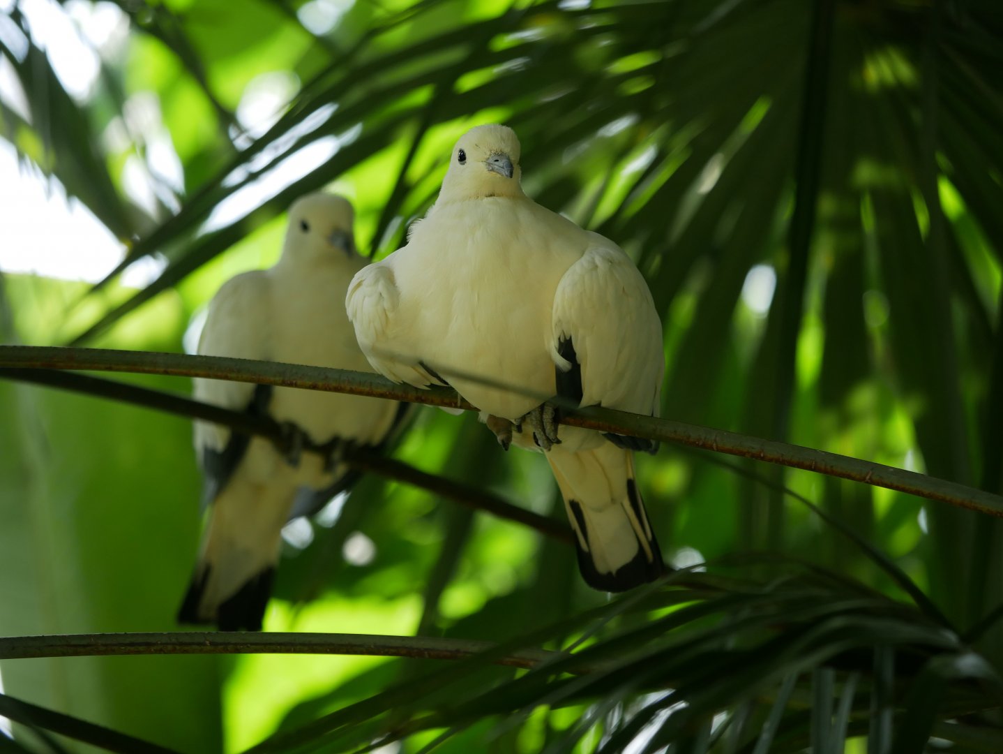 Pied imperial pigeon (Ducula bicolor)
