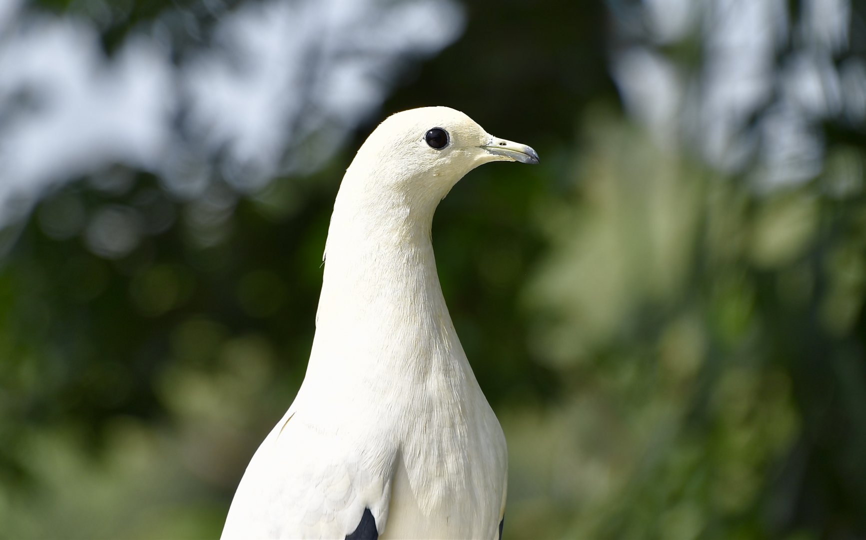 Pied Imperial-Pigeon (Ducula bicolor)