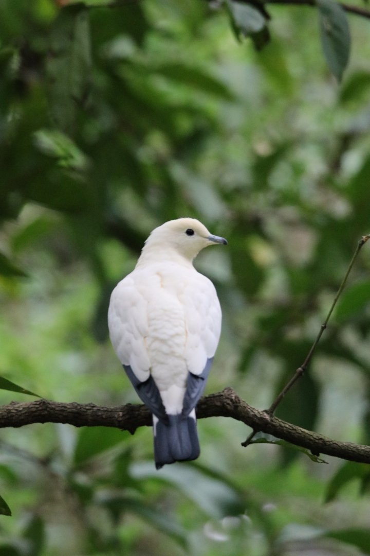 Pied imperial pigeon (Ducula bicolor)