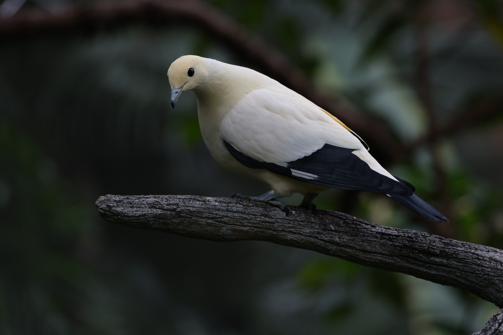 Pied imperial pigeon (Ducula bicolor)