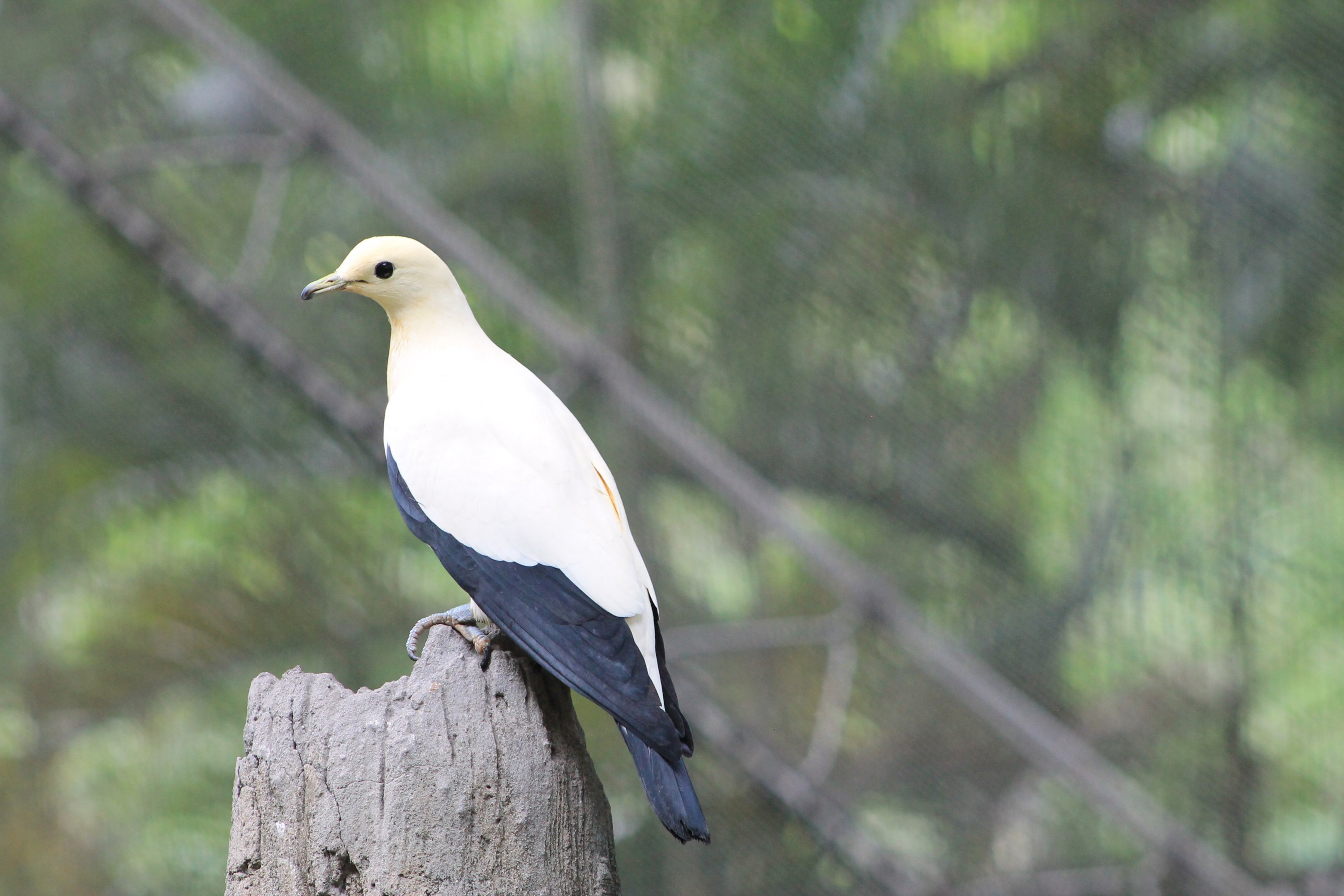 Pied Imperial Pigeon (Ducula bicolor)