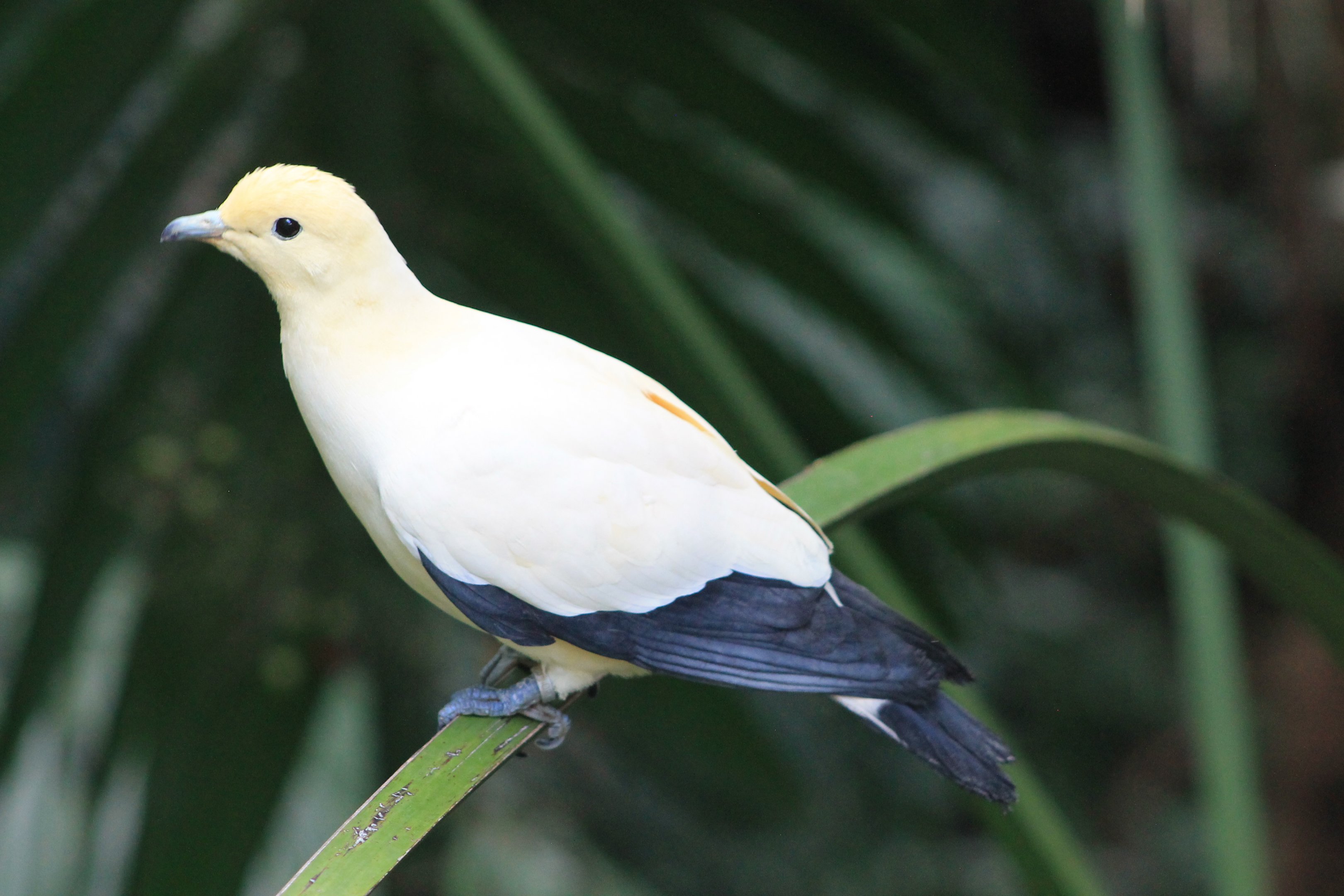 Pied Imperial Pigeon (Ducula bicolor)