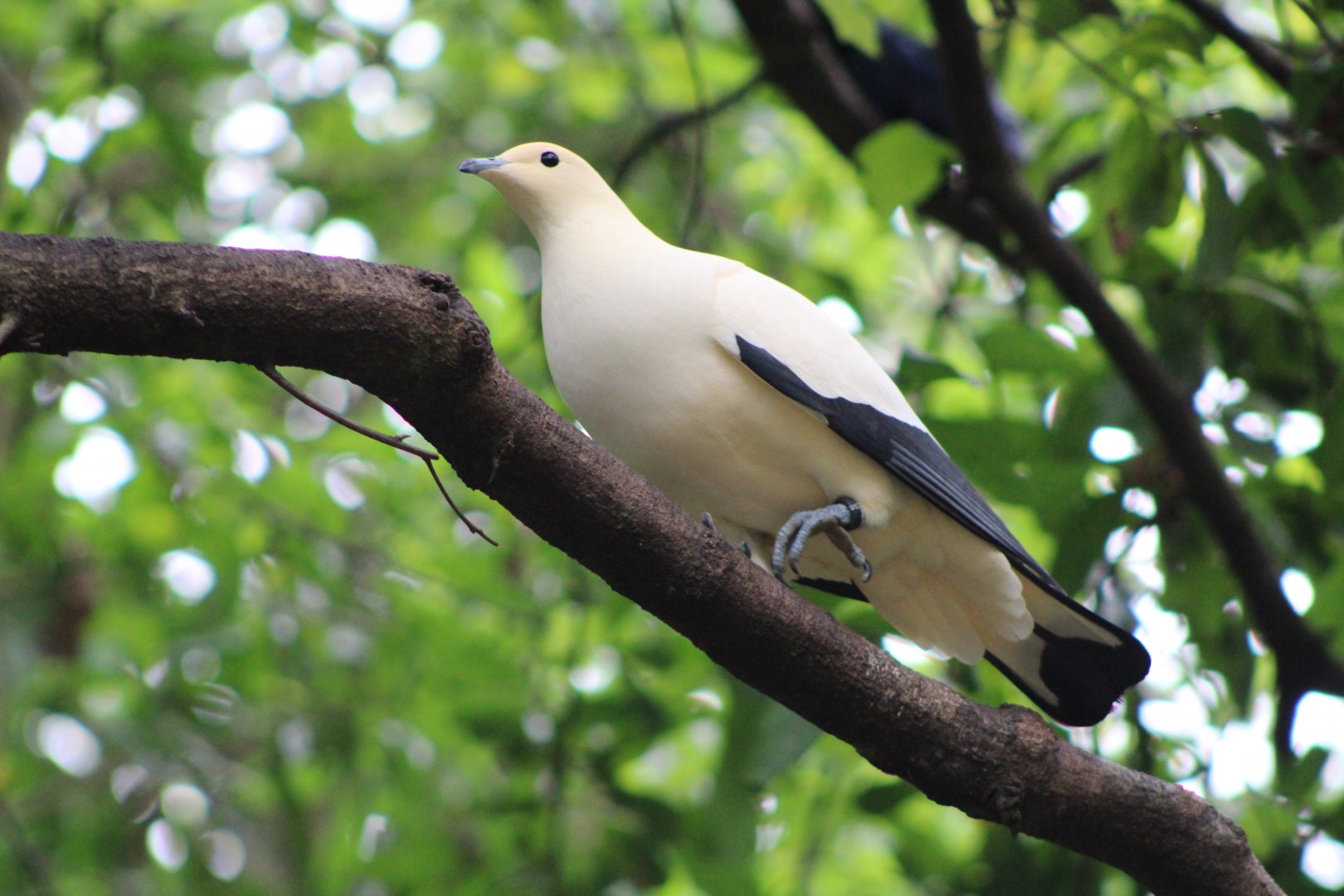 Pied Imperial Pigeon (Ducula bicolor)