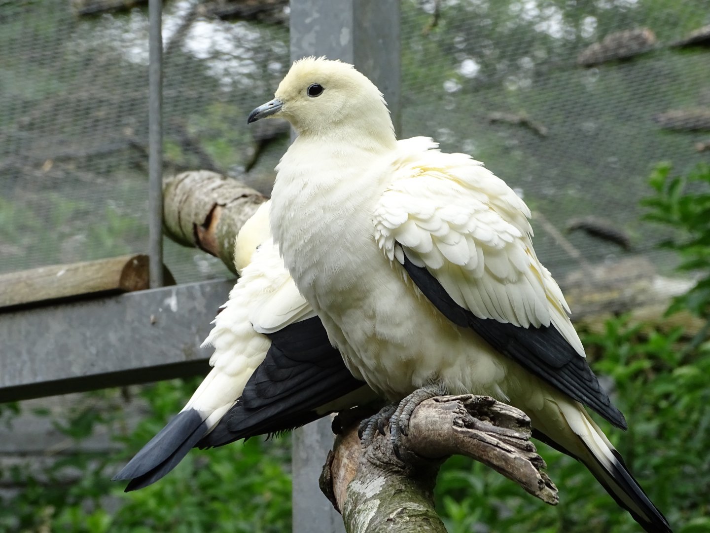 Pied imperial pigeon (Ducula bicolor)