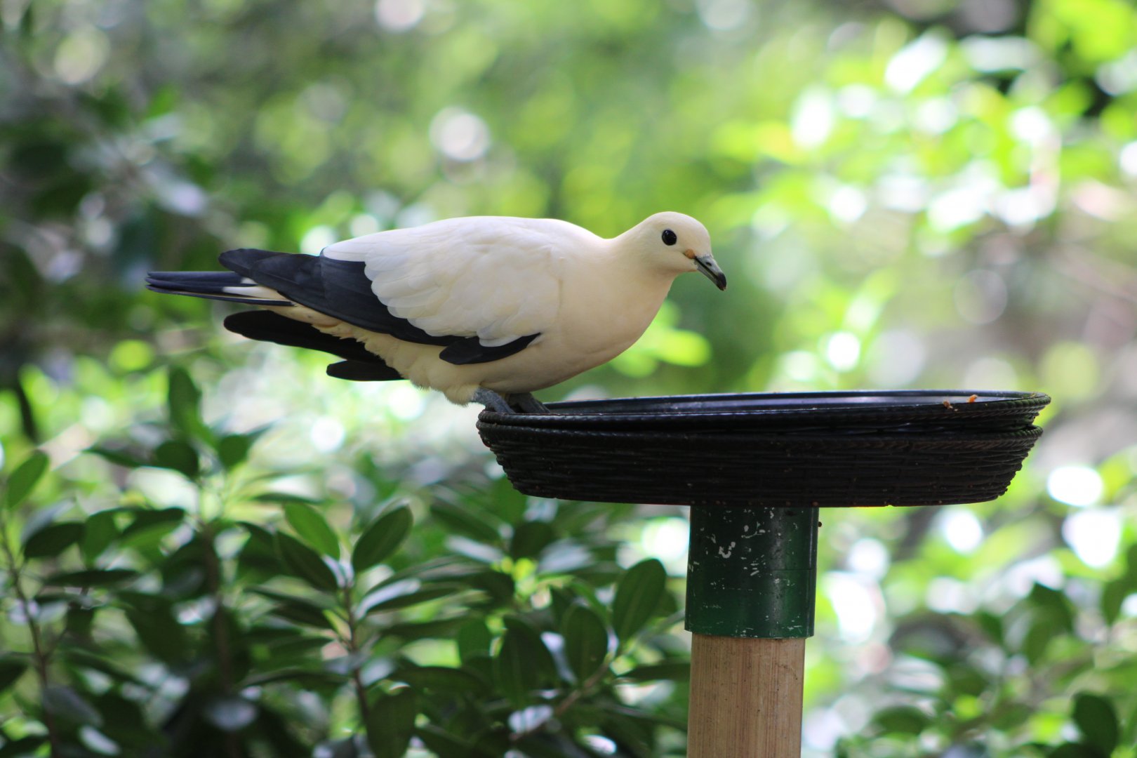 Pied Imperial Pigeon (Ducula bicolor)