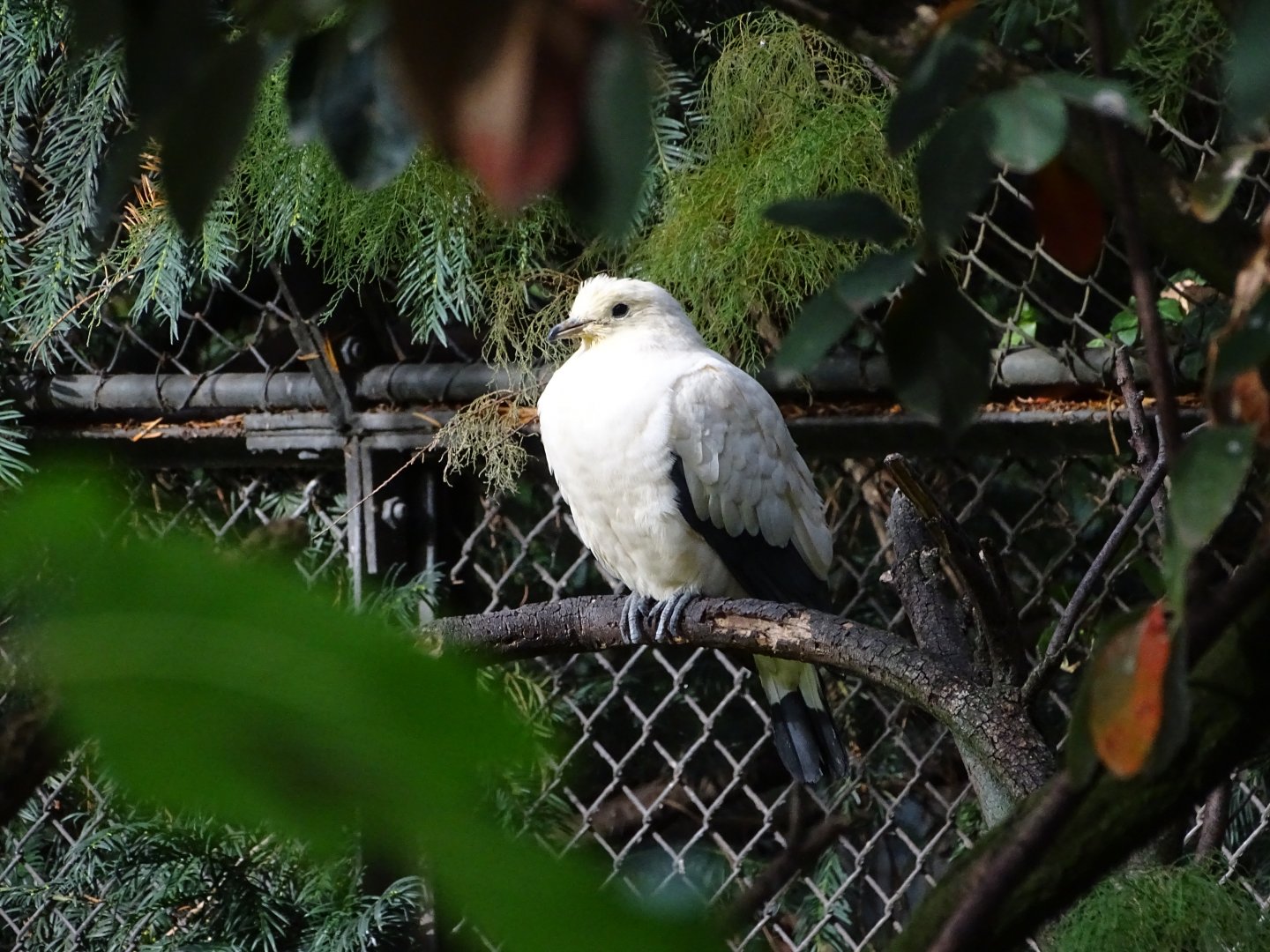 Pied imperial pigeon (Ducula bicolor)