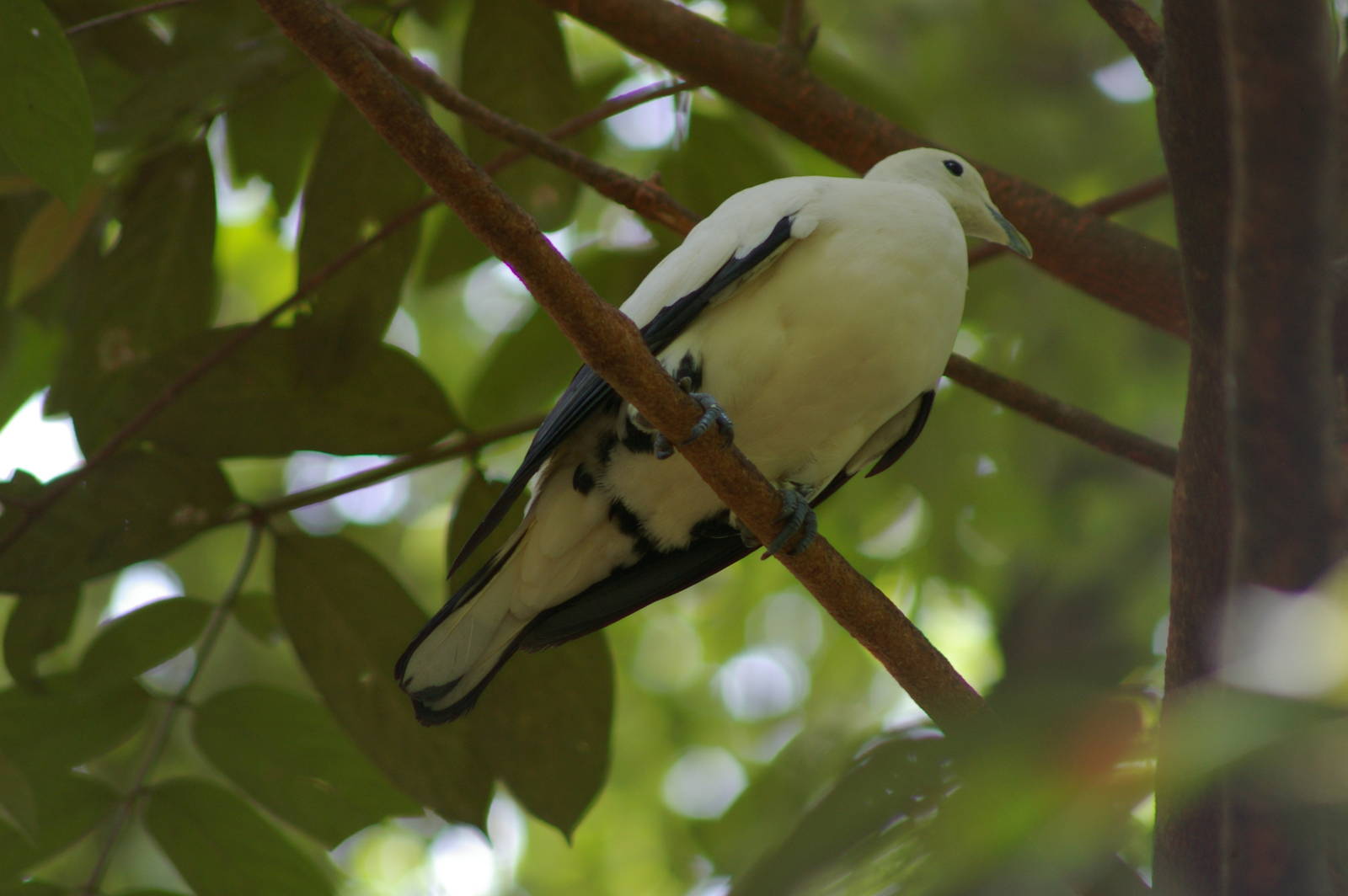 pied imperial pigeon (Ducula bicolor)