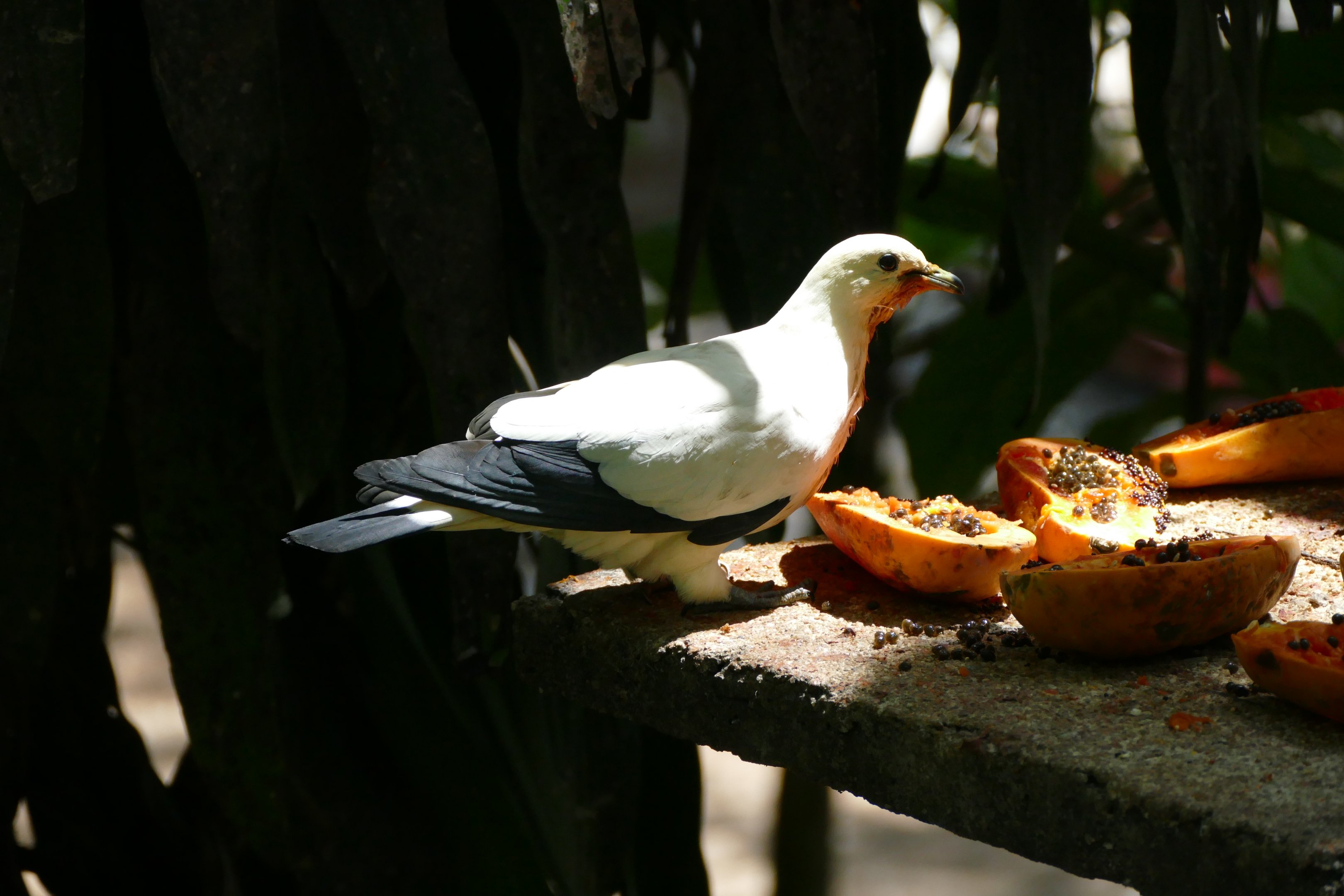 Pied imperial pigeon getting orange from papaya