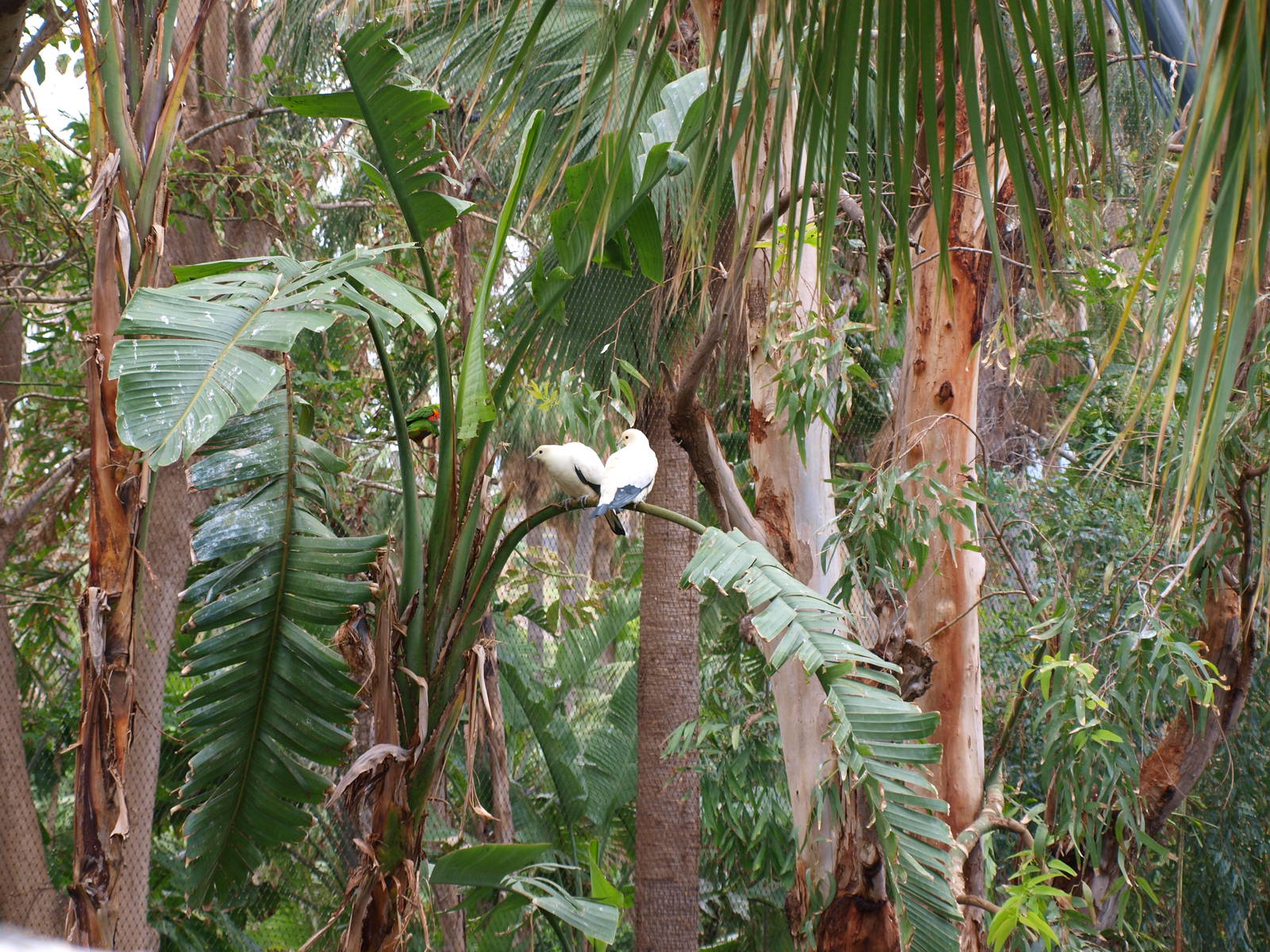 Pied Imperial Pigeon - Katandra Treetops