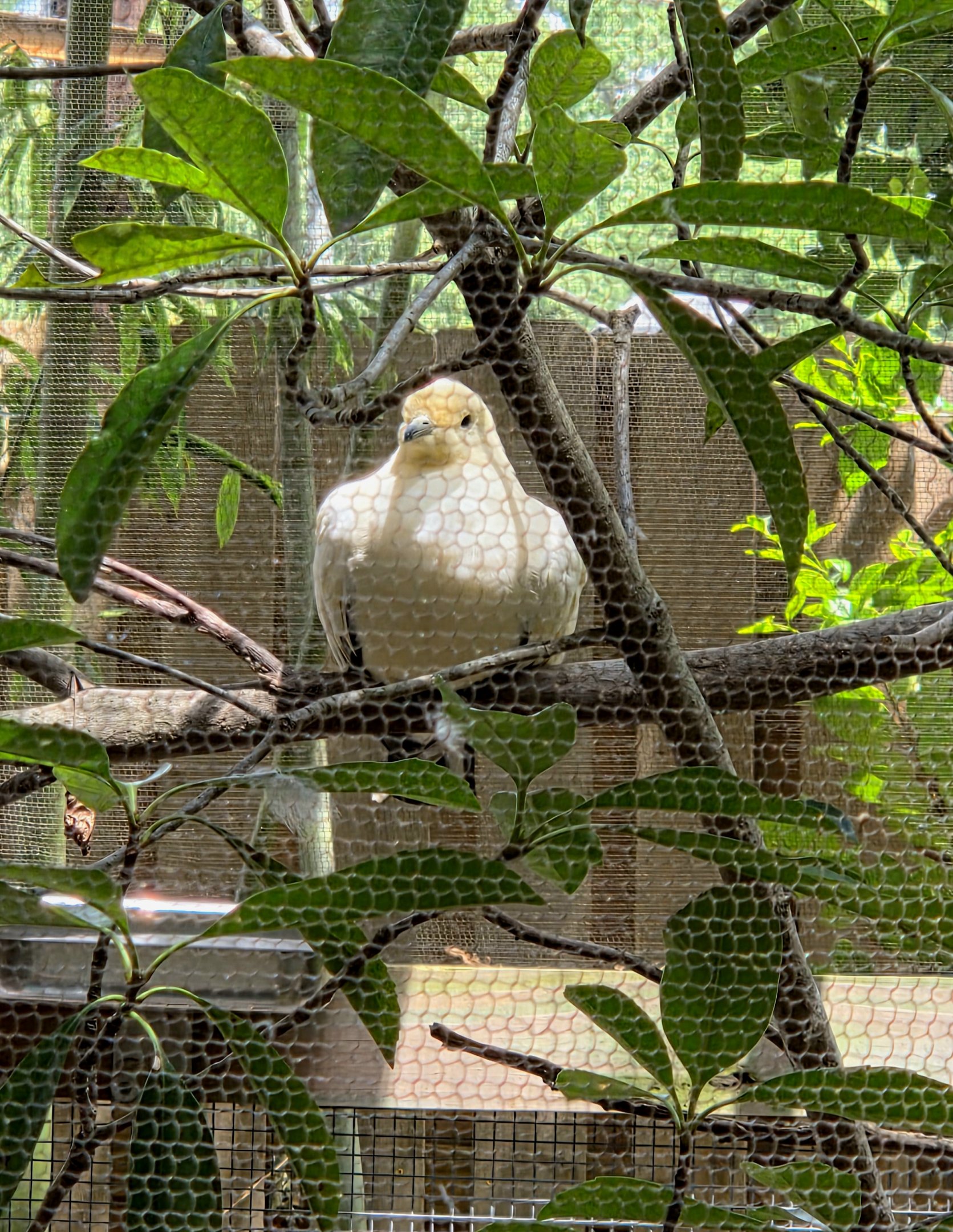 Pied Imperial Pigeon-Riverbanks Zoo