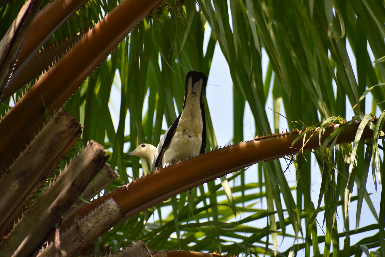 Pied Imperial Pigeon ~ Singapore Botanic Gardens