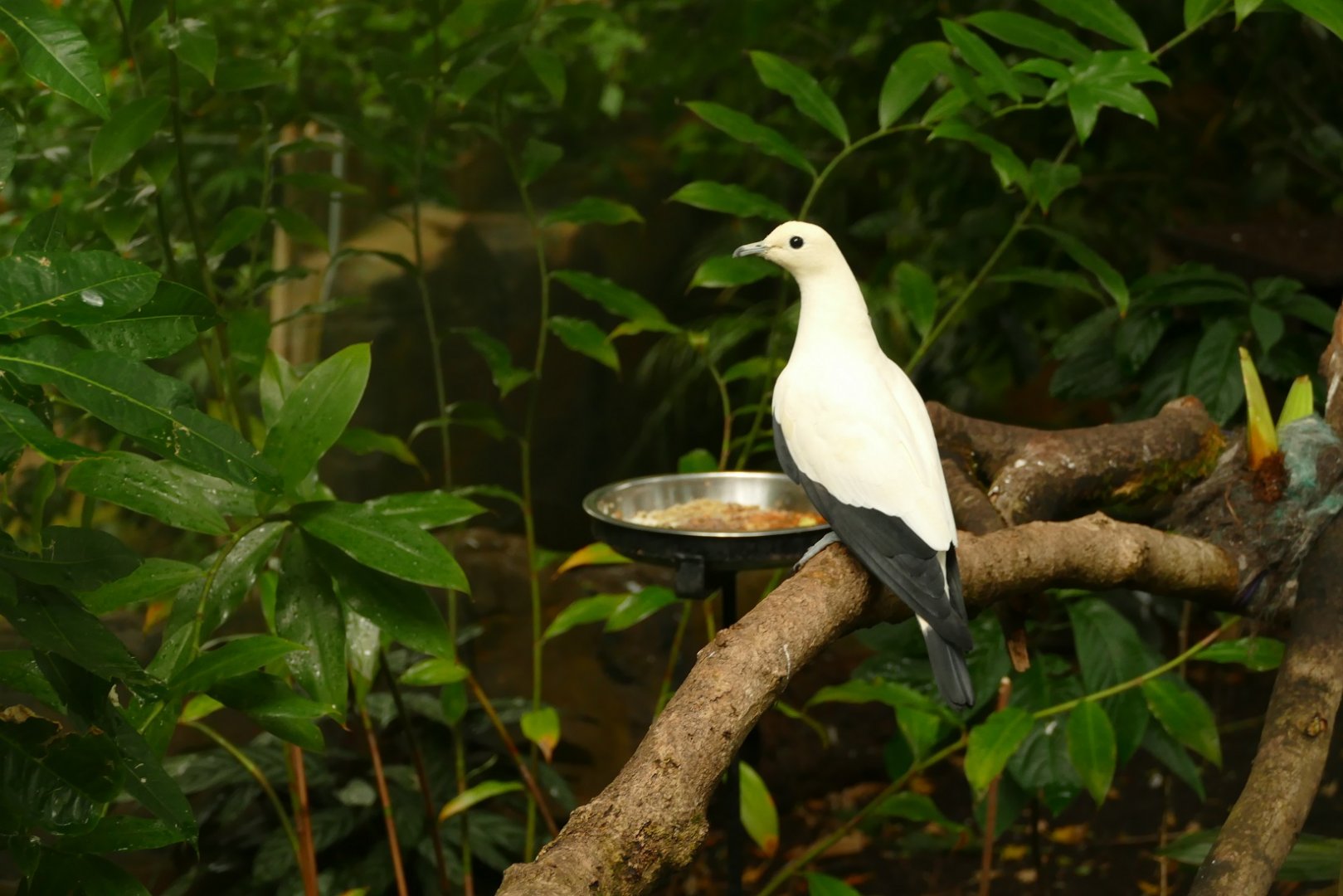 Pied imperial pigeon, Tropical Trails, May 2021
