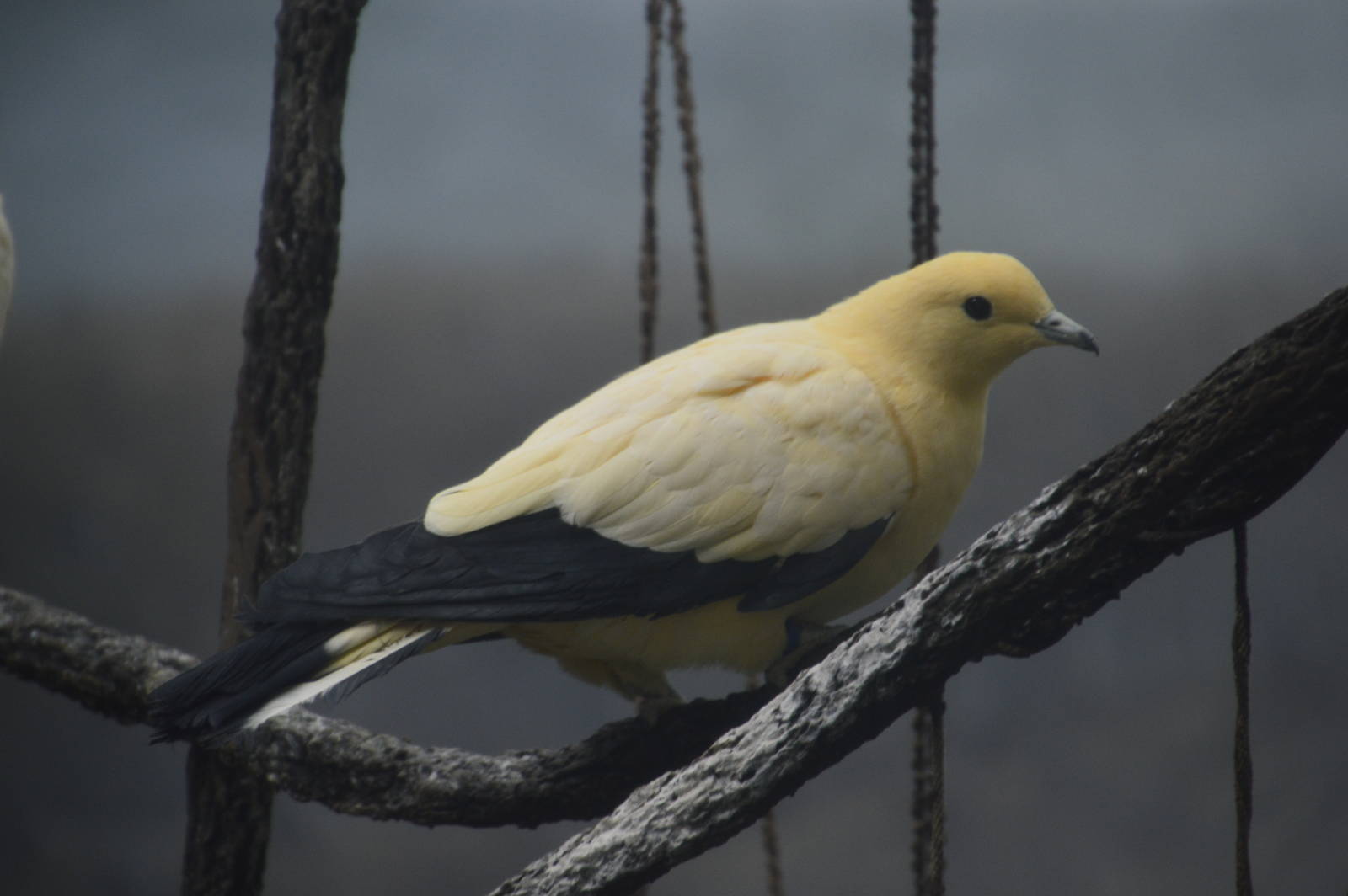 Pied Imperial Pigeon - World of Birds 031215