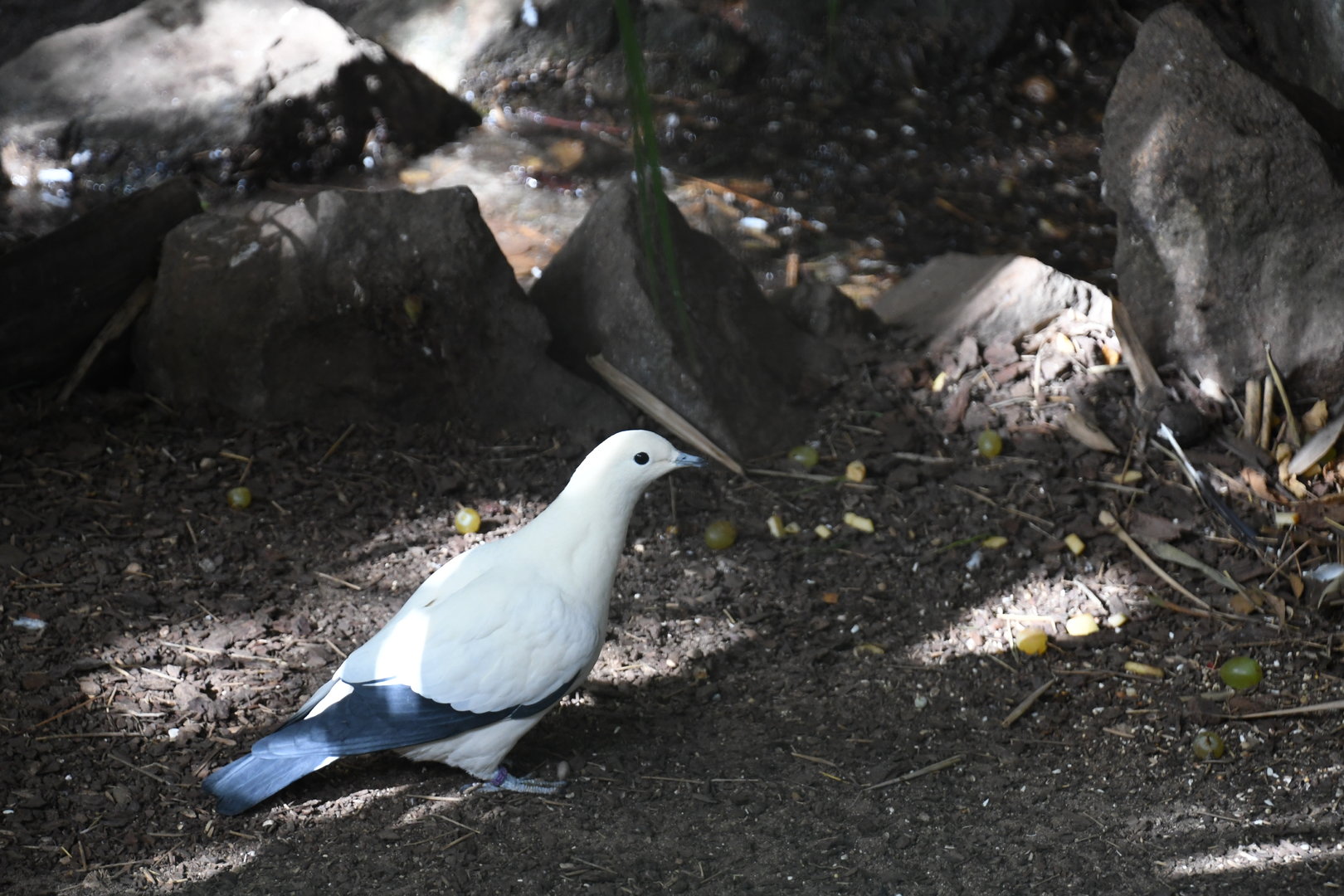 Pied Imperial Pigeon (Zoo Lourosa)