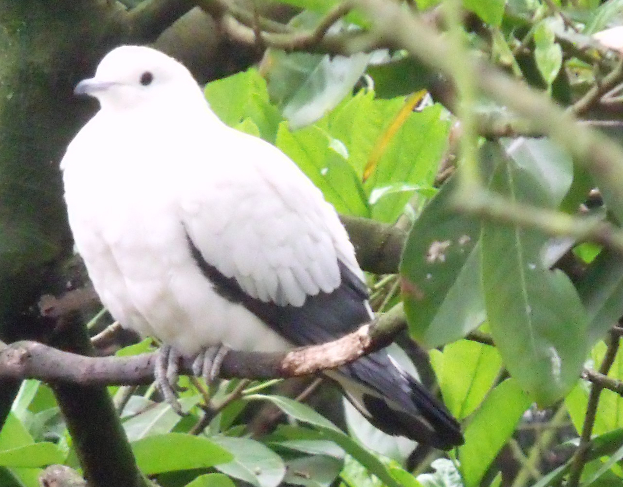 Pied imperial pigeon