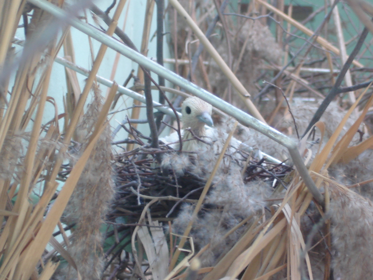 Pied Imperial-pigeon