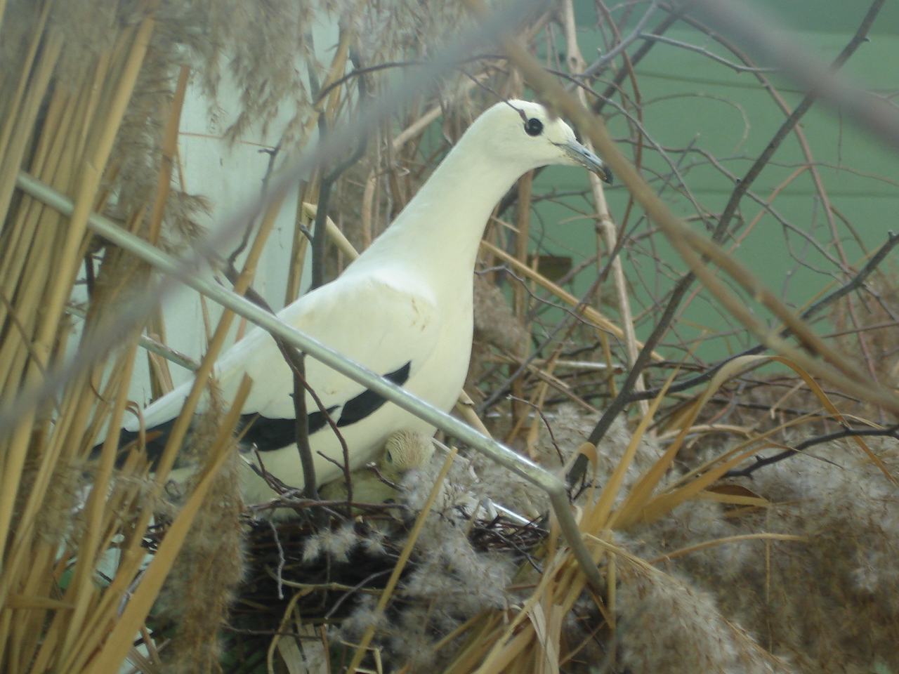 Pied Imperial-pigeon