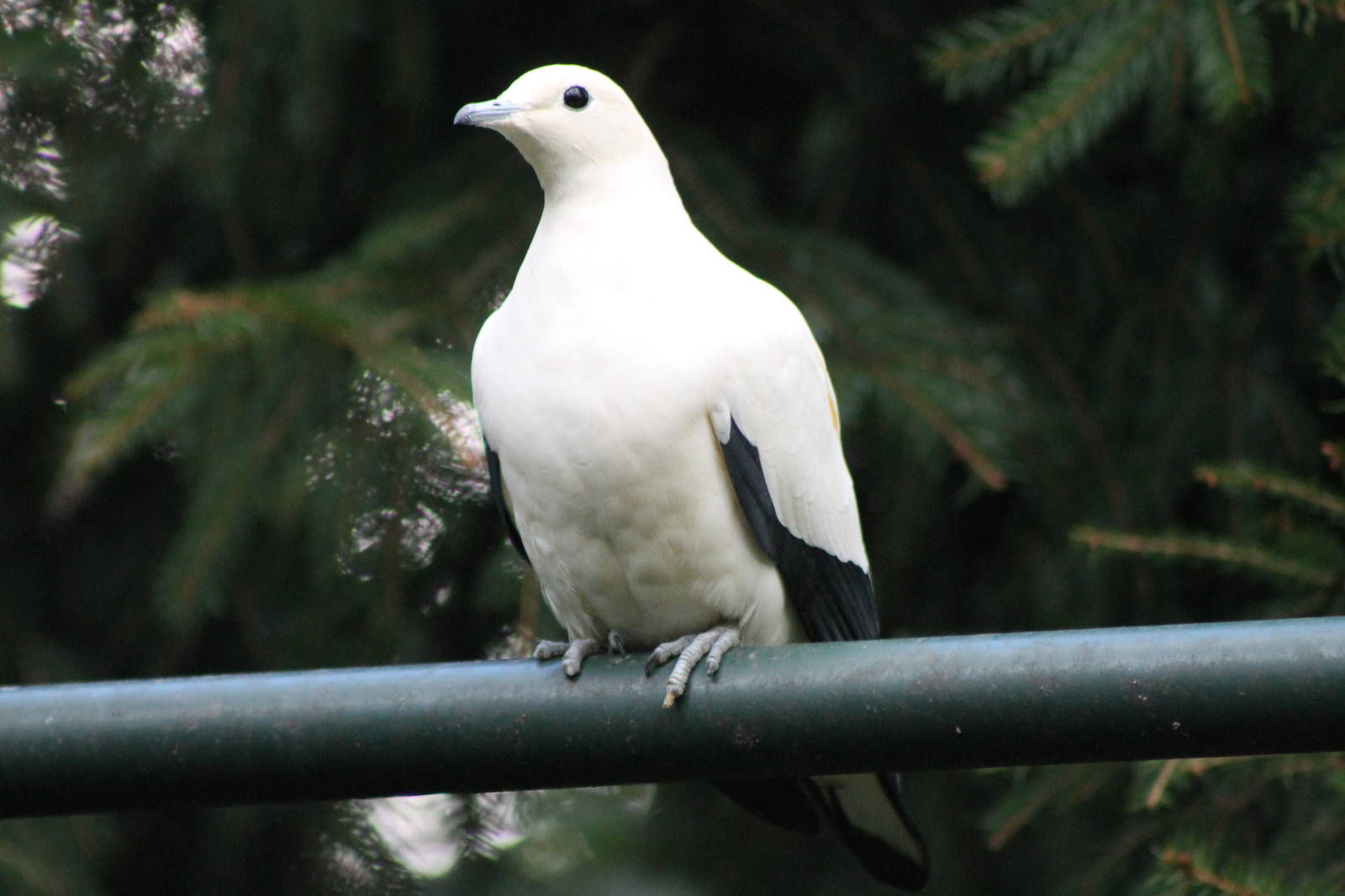 pied imperial pigeon