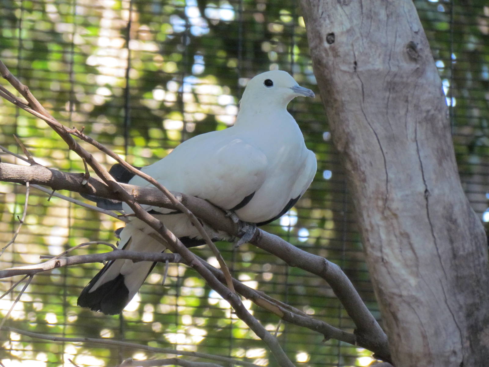 Pied Imperial Pigeon
