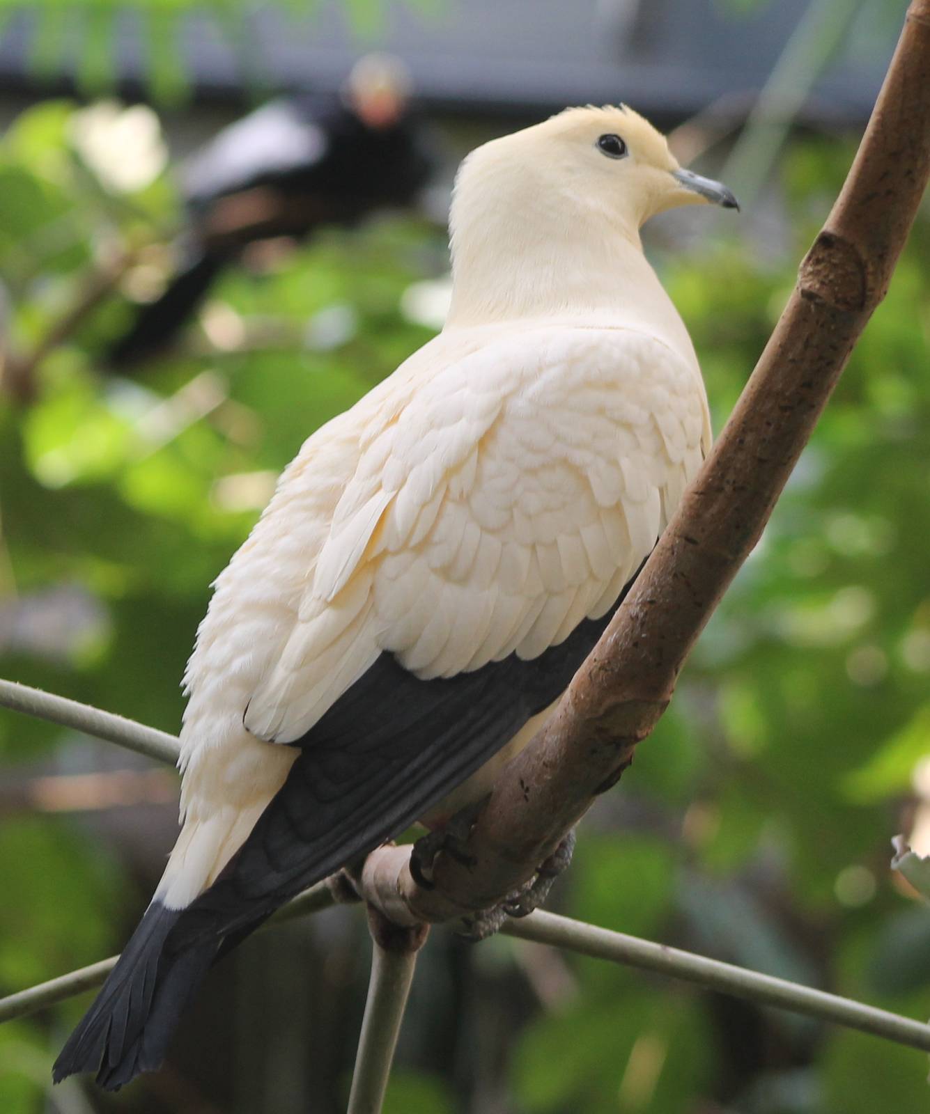 Pied imperial pigeon
