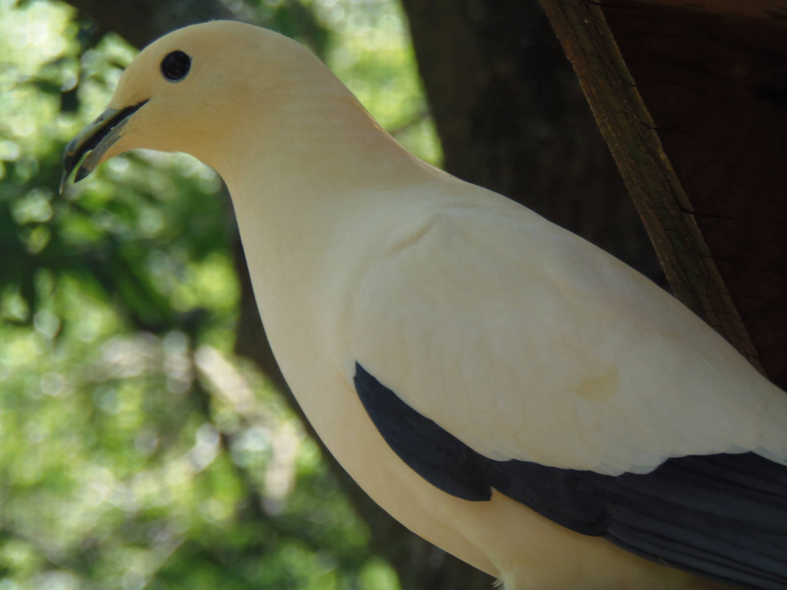 Pied Imperial Pigeon
