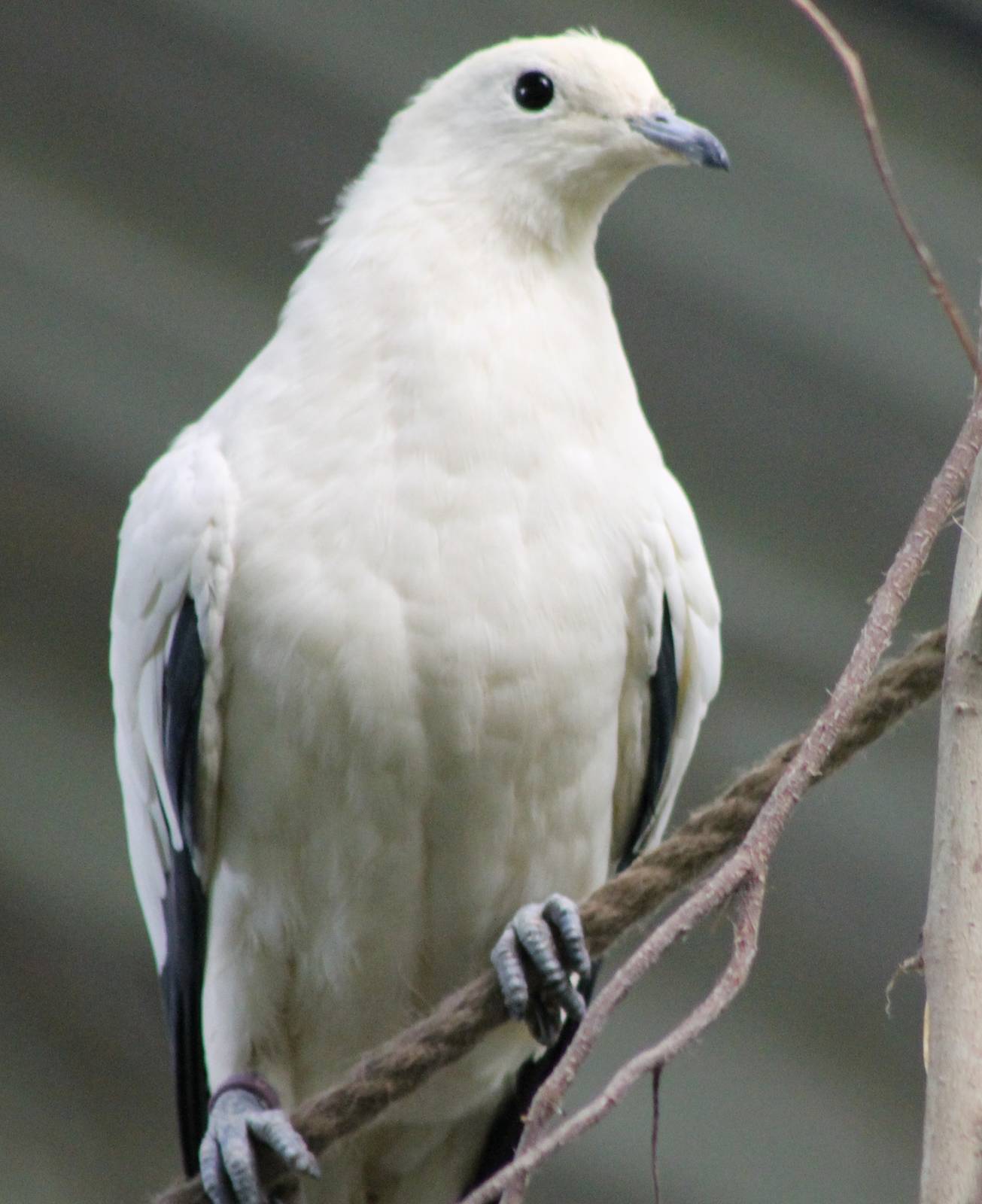 Pied imperial pigeon
